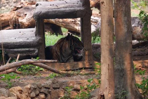 The Sumatran tiger Stock Photos