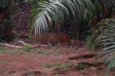 The Sumatran tiger Stock Photos