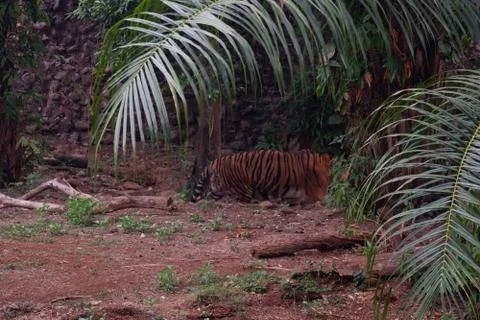 The Sumatran tiger Stock Photos