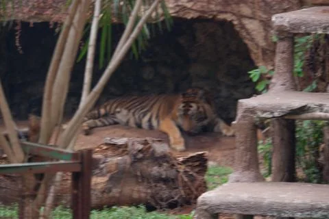The Sumatran tiger Stock Photos