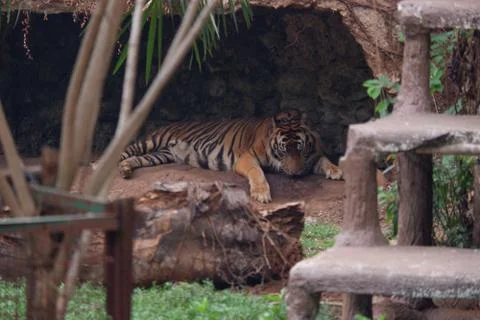 The Sumatran tiger Stock Photos