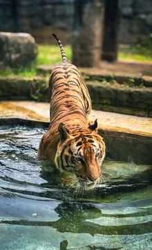 A Sumatran Tiger Stock Photos