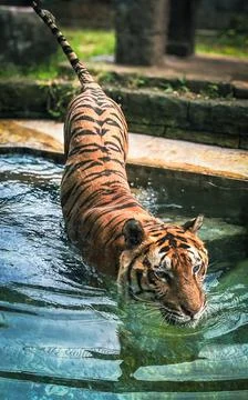 Sumatran Tiger Stock Photos