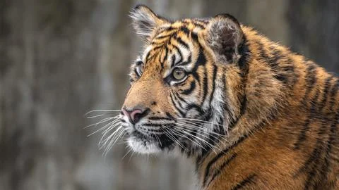 Sumatran tiger Stock Photos
