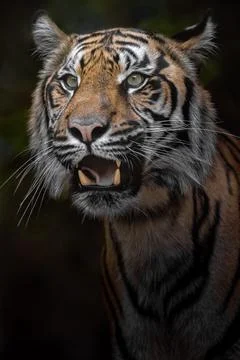 Sumatran tiger Stock Photos