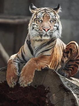 Sumatran tiger Stock Photos