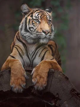 Sumatran tiger Stock Photos