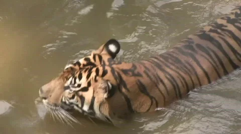 Sumatran Tiger is in a Pond Stock Footage 705919