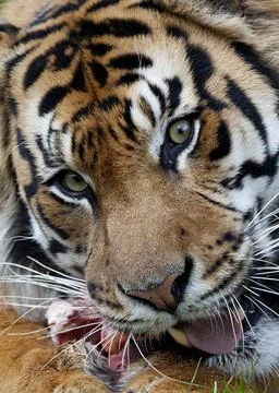 Sumatran Tiger Portrait Stock Photos
