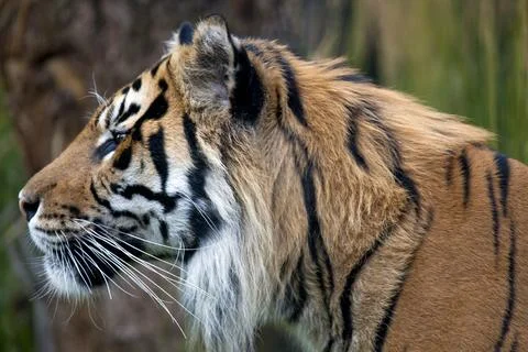 Sumatran Tiger profile Stock Photos