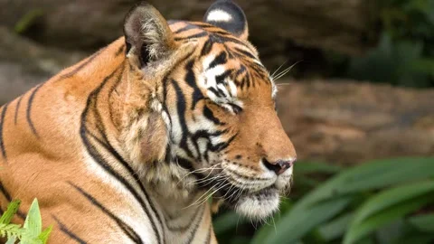 Sumatran Tiger Resting and Looking Around in a Lush Zoo Environment Stock Footage 329344271