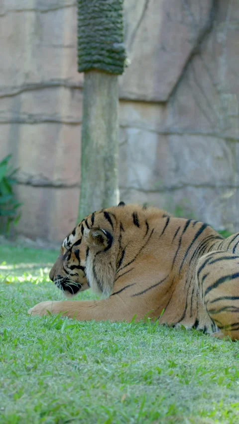 Sumatran Tiger Resting on Green Grass at Australia Zoo Stock Footage 335195167