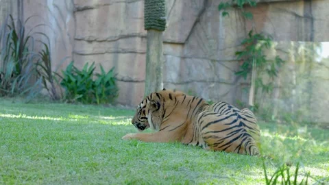 Sumatran Tiger Resting on Green Grass at Australia Zoo Stock Footage 335507206