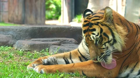 A Sumatran tiger resting on the ground in the enclosure, grooming its fur coat Stock Footage 327831495
