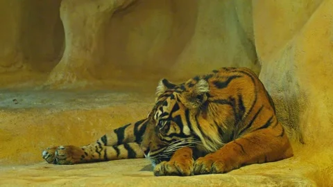 Sumatran Tiger Resting in Zoo Habitat on a Sunny Summer Morning | 4K Wildli.. Stock Footage 339351237