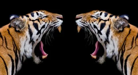 Sumatran Tiger Roaring Stock Photos