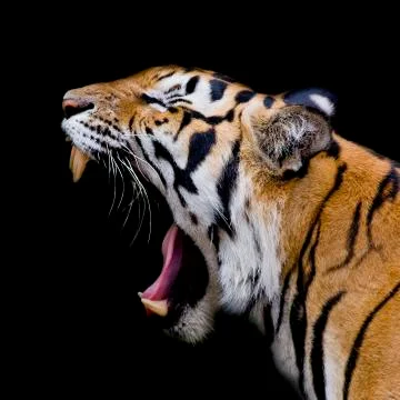 Sumatran Tiger Roaring Stock Photos