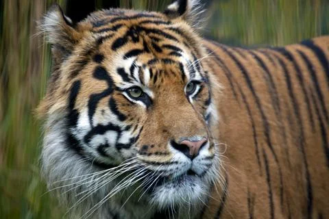 Sumatran Tiger side profile Stock Photos