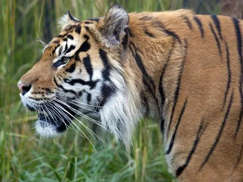 Sumatran Tiger side profile Stock Photos