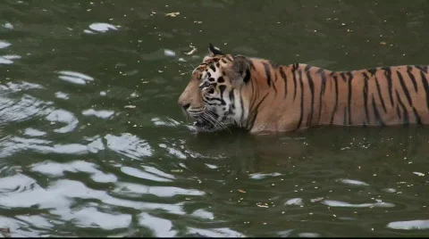 A Sumatran Tiger Swim Stock Footage 716982