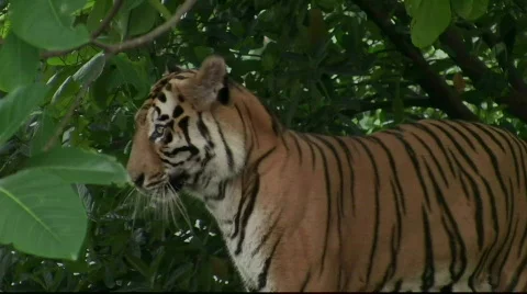 Sumatran Tiger Turn Right Stock Footage 718617