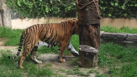 A Sumatran Tiger Walking Around Inside An Open Air Cage At Zoo Stock Footage 289867643