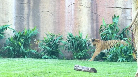 Sumatran Tiger Walking Through Grassy Enclosure at Australia Zoo Vídeos de archivo 331047735