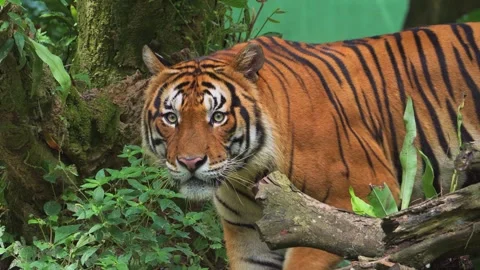 Sumatran tiger walking in zoo close up wildlife nature scene Stock Footage 345814293