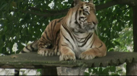 Sumatran Tiger Yawn Stock Footage 718580