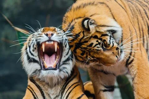 Sumatran Tigers Stock Photos