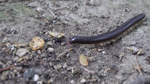 Sumatran Titan millipede (Nyssodesmus python), species native, Indonesia Stock Footage 276340451