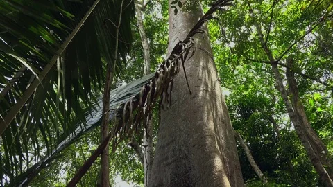 The sumauma, considered the mother-of-trees in Amazon Stock Footage 77253193