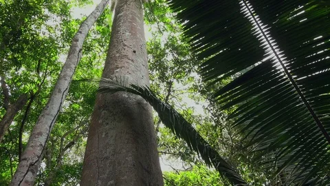 Sumauma, the mother-of-trees in Amazon Stock Footage 77252549