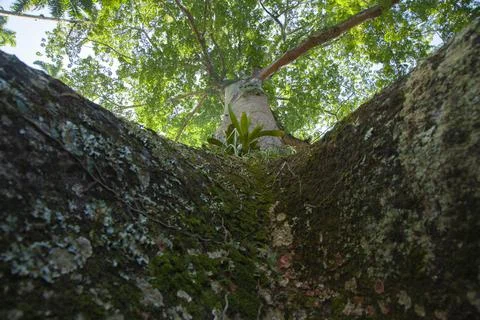 Sumaúna Tree Stock Photos