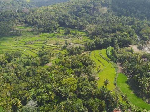 Sumba Rice Field Stock Photos