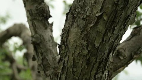 Sumer forest slow motion capture, summer tree Stock Footage 246337900