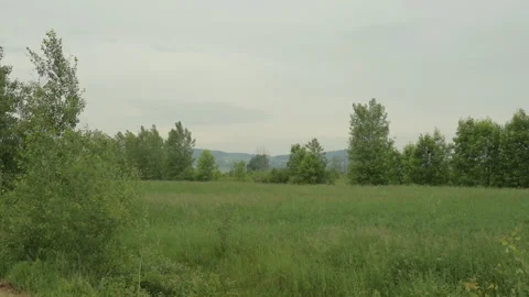 Sumer forest view Stock Footage 246337584