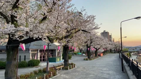Sumida Park Cherry blossom Stock-Footage 148061522