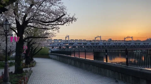 Sumida Park Cherry blossom Stock Footage 148061549