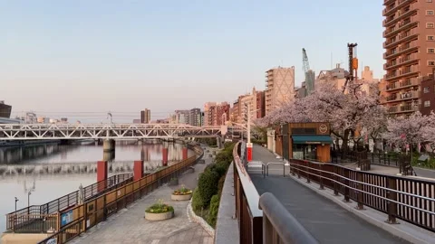 Sumida Park Cherry blossom Stock Footage 148061581