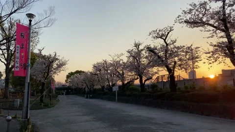 Sumida Park Cherry blossom Video stock 148061591