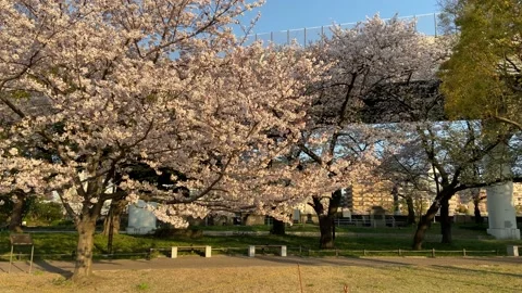 Sumida Park Cherry blossom Video stock 148061684