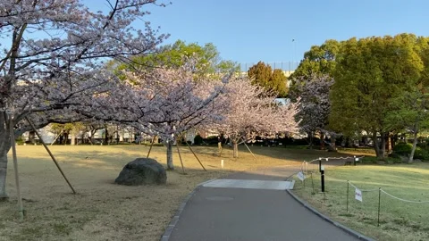 Sumida Park Cherry blossom Stock Footage 148061720