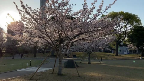 Sumida Park Cherry blossom Stock Footage 148061731