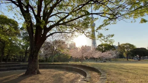 Sumida Park Cherry blossom Video stock 148061745