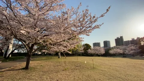 Sumida Park Cherry blossom Stock Footage 148061759
