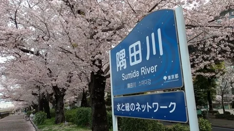 "Sumida River" sign surrounded by cherry blossoms Stock Footage 180925066