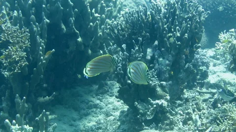 Sumilon Island's Butterfly Fish Video stock 332828051
