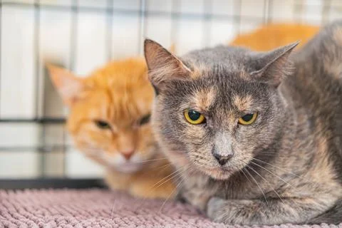 Summary Two cats reside in a veterinary cage, each with distinct fur patter.. Stock Photos