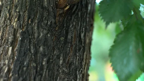 Summer 15 스톡 동영상 86524539